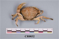 藏品(姬鱗扇蟹)的圖片